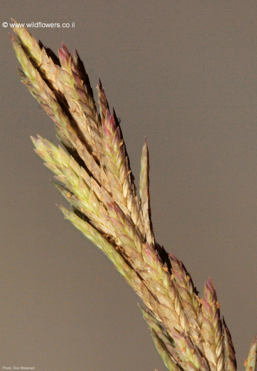 Eragrostis sarmentosa